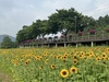 금산천 여름꽃 보러 놀러 오세요