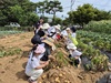 금산군, 유치원생과 함께하는 즐거운 감자캐기 체험 성료