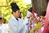 금산군, 제27회 보석사 은행나무 대신제 개최