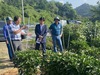 금산군, 고추 막덮기 시범사업 중간평가회 개최